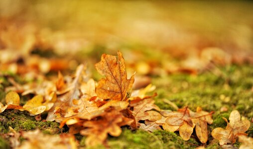 Season garden oak