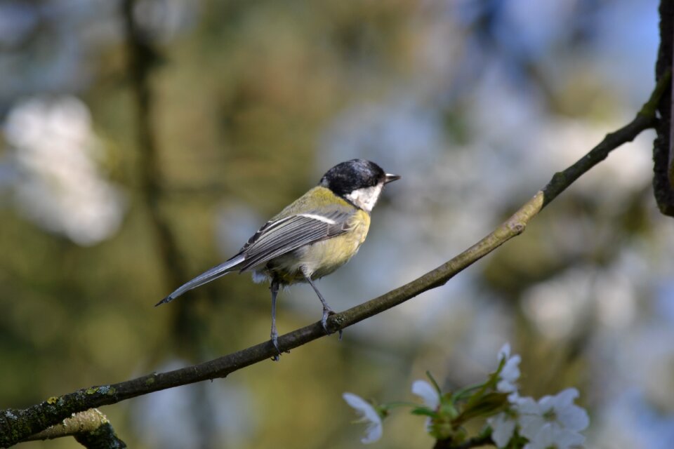 Garden animal flying