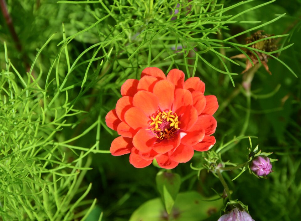 Red flowers petals jardiniere