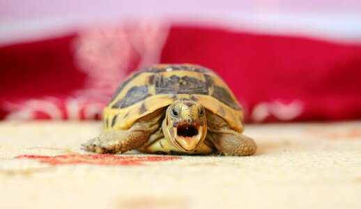 Tortoise puppies this