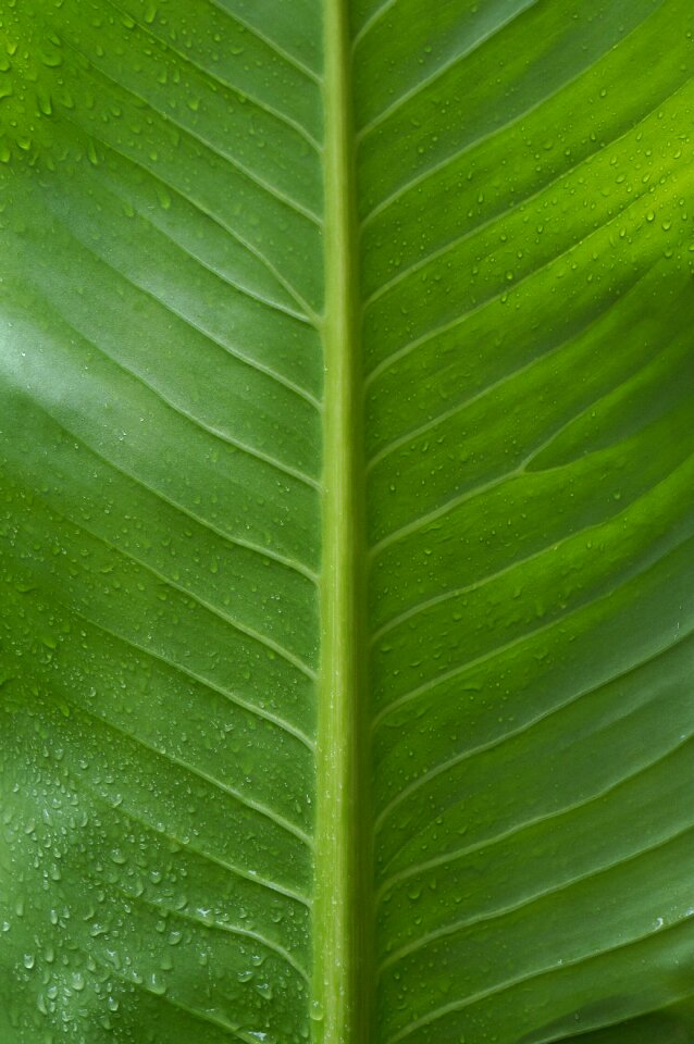 Green leaf large leaf background