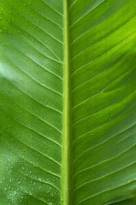 Green leaf large leaf background photo