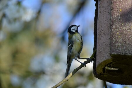 Garden animal flying photo