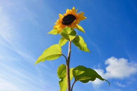 Green leaves yellow flowers yellow was