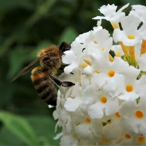 Bloom apis mellifera honey bee