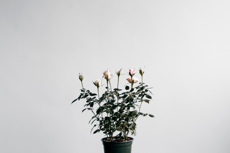 Flower plant pot photo