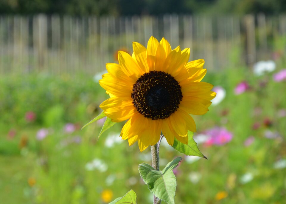 Nature yellow sun