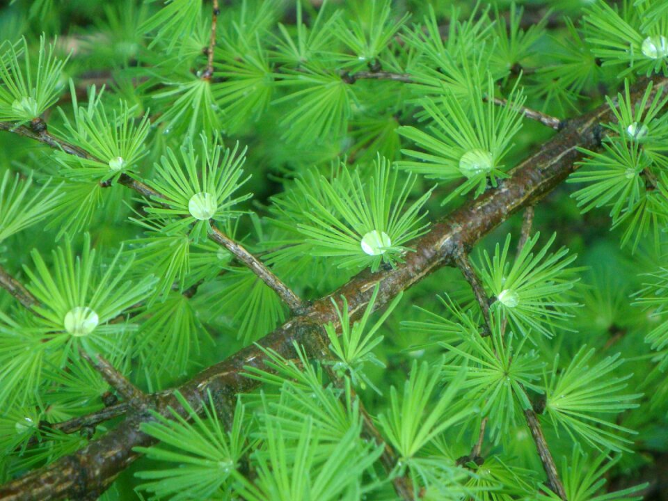 Raindrop drip green