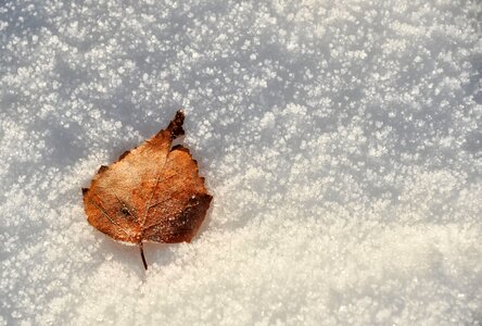 Leaf nature birch