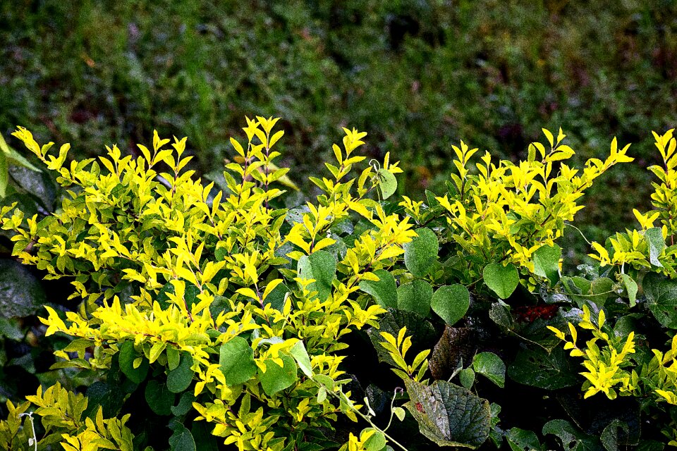 Green leaf environment