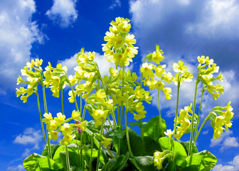 Spring spring flower sky