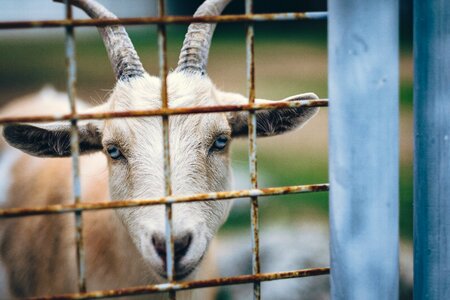 Animal gate farm photo