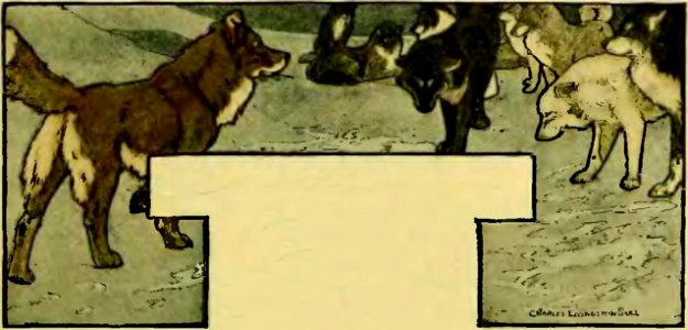 The Call of the Wild 1903 p43 no text