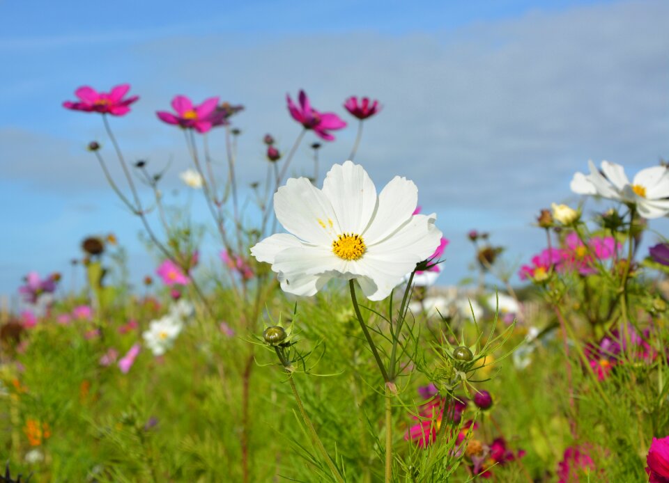 Parterre flower garden blooming