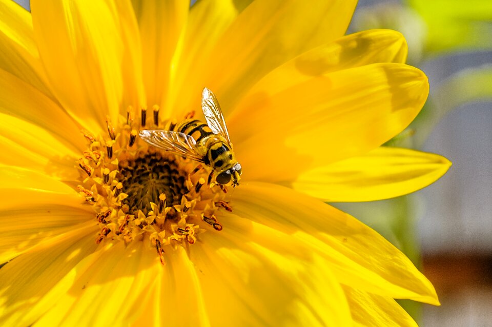 Pollen summer sunflower