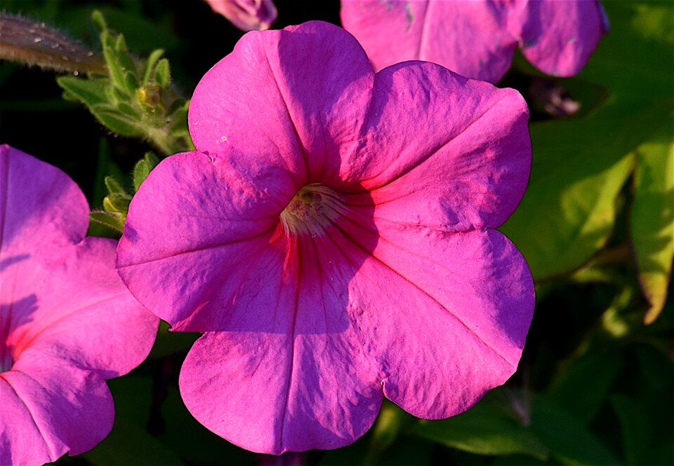Shadow nature floral
