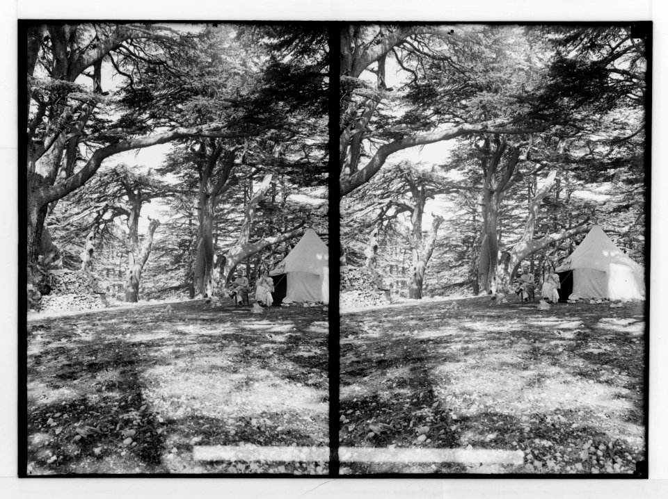 The cedars of Lebanon, Cedrus Libani Barr. Camping among the cedars. LOC matpc.02140