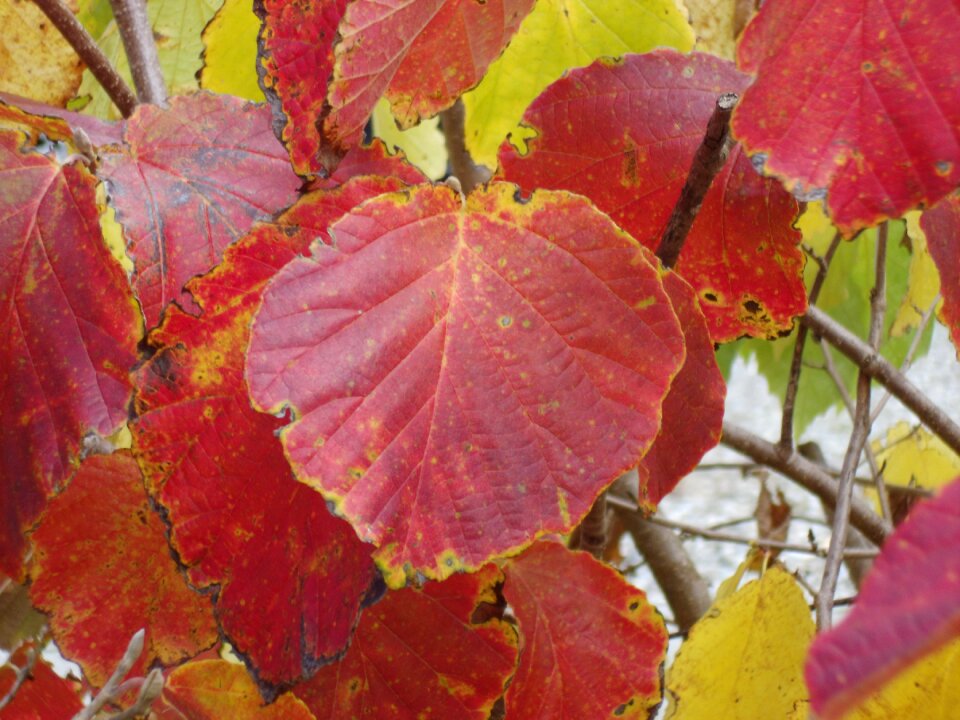 Hazel tree red leaves nature