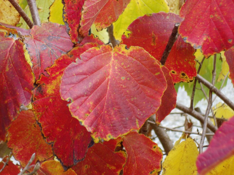 Hazel tree red leaves nature photo