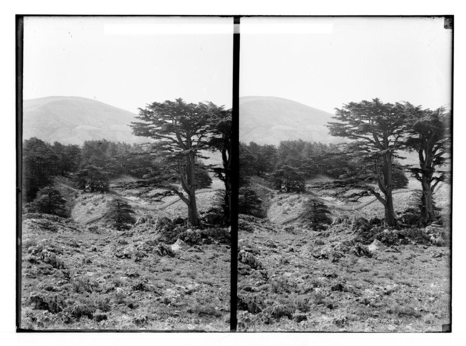 The cedars of Lebanon, Cedrus Libani Barr. Grove of cedars from the west. LOC matpc.02137