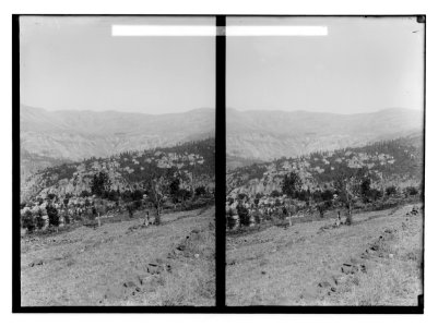 The cedars of Lebanon, Cedrus Libani Barr. Hasrun and distant view of cedars. LOC matpc.02133