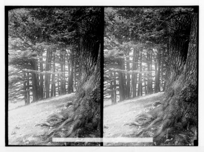 The cedars of Lebanon, Cedrus Libani Barr. Straight cedars such as Solomon used. LOC matpc.02138