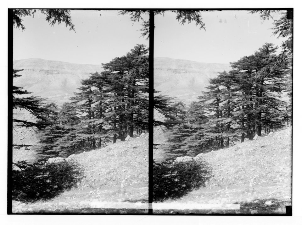 The cedars of Lebanon, Cedrus Libani Barr. Among cedars on west side of grove. LOC matpc.02142