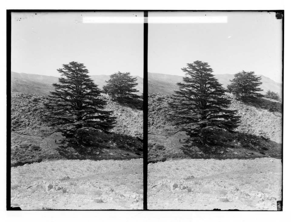 The cedars of Lebanon, Cedrus Libani Barr. Cedars of Lebanon. LOC matpc.02135