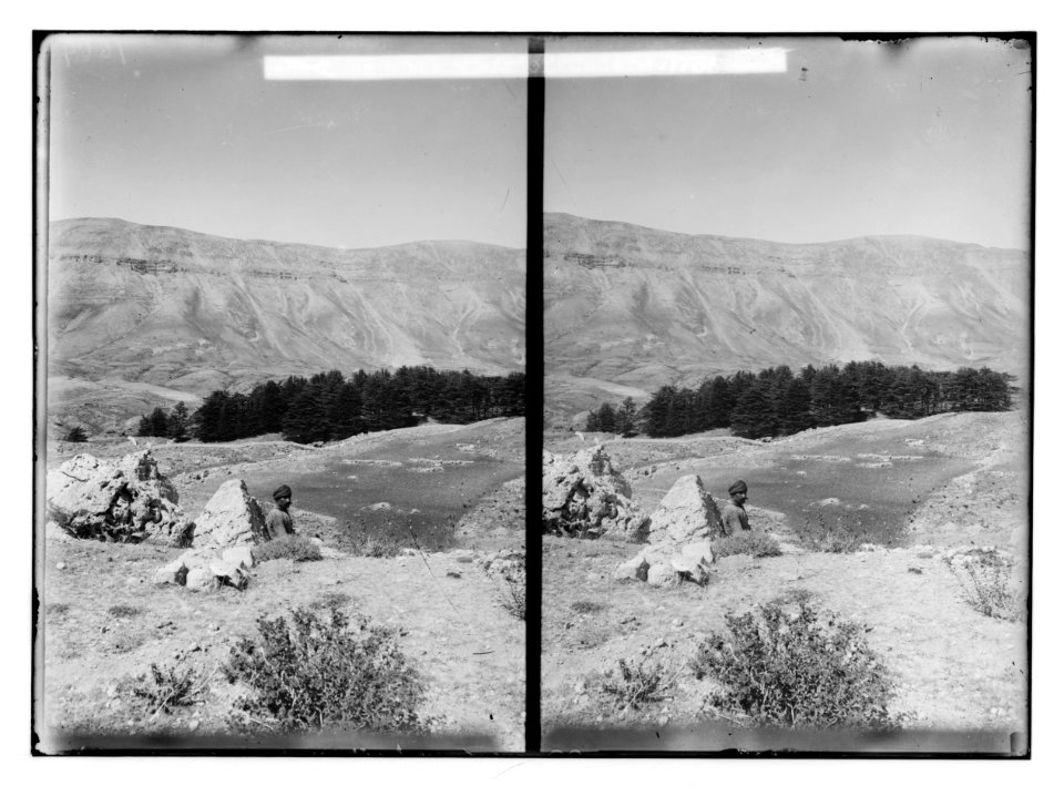 The cedars of Lebanon, Cedrus Libani Barr. General view of the cedars. LOC matpc.02134