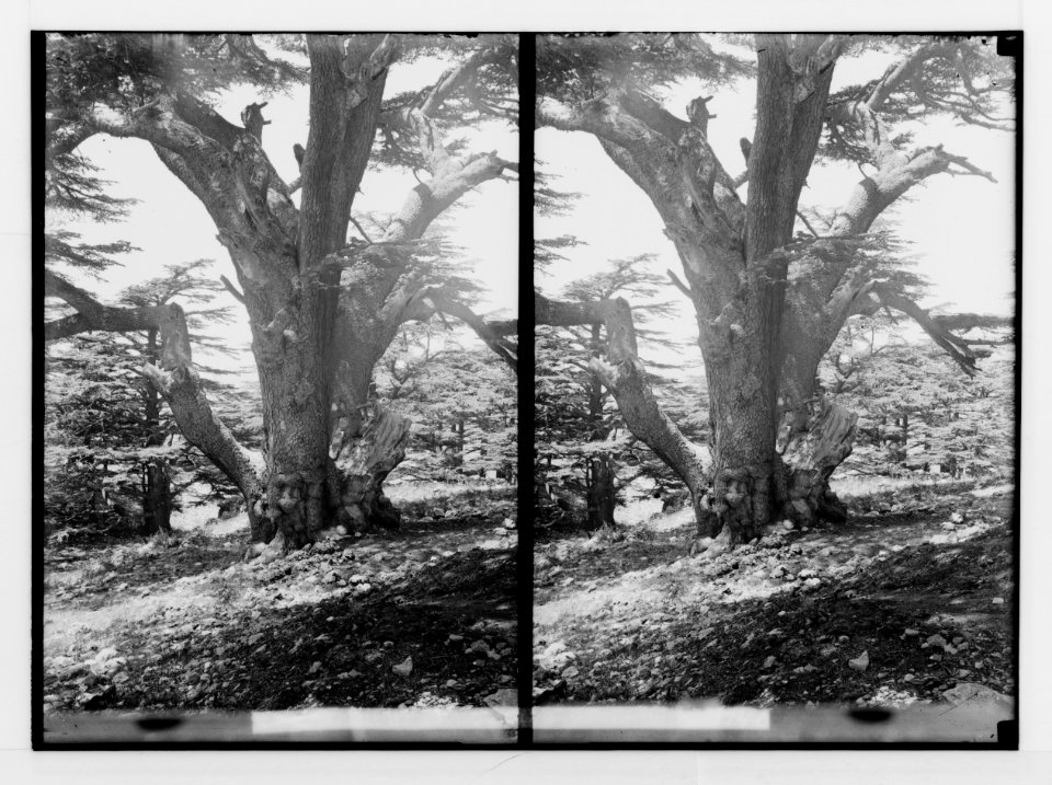 The cedars of Lebanon, Cedrus Libani Barr. Oldest of cedars of Lebanon. LOC matpc.02139