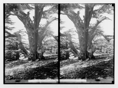 The cedars of Lebanon, Cedrus Libani Barr. Oldest of cedars of Lebanon. LOC matpc.02139