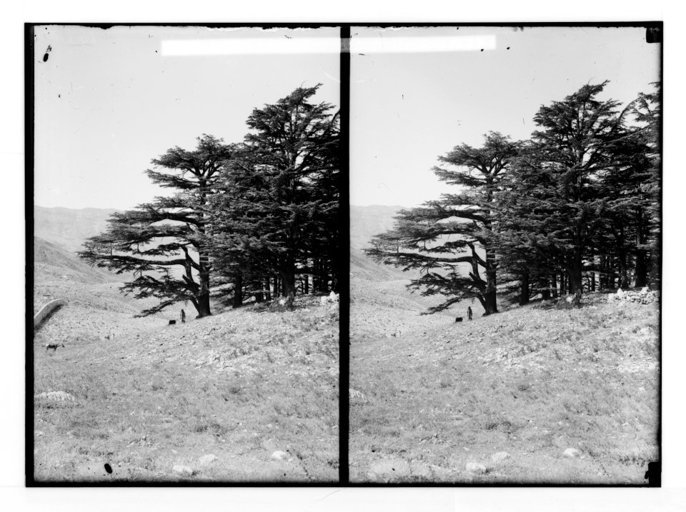 The cedars of Lebanon, Cedrus Libani Barr. Spreading branches of cedars. LOC matpc.02136