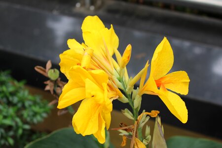Flower natural yellow flower photo