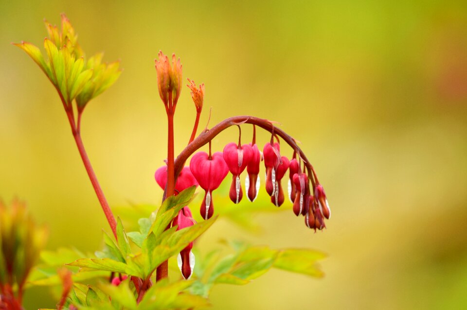Leaf garden bleeding heart