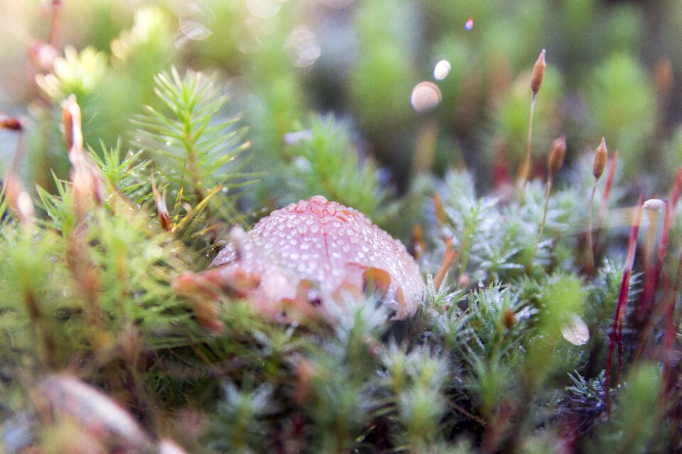 Fungus vegetation canada