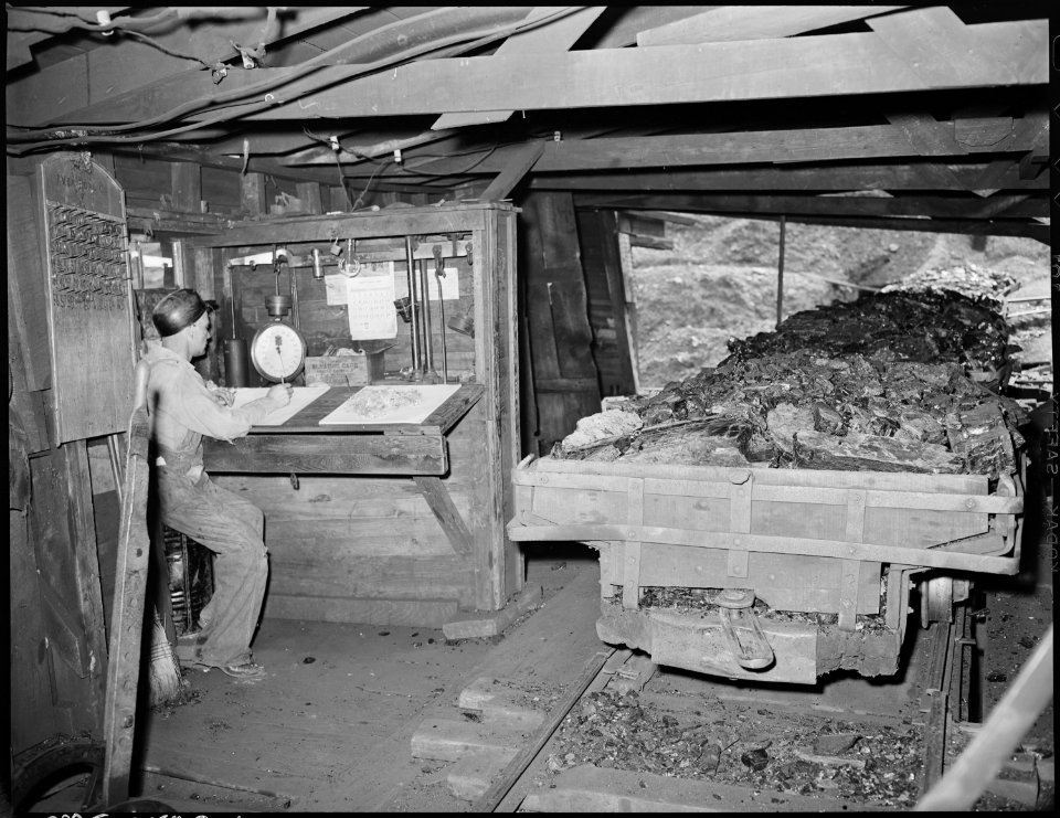 The check weighman at the tipple. P V & K Coal Company, Clover Gap Mine, Lejunior, Harlan County, Kentucky. - NARA - 541304