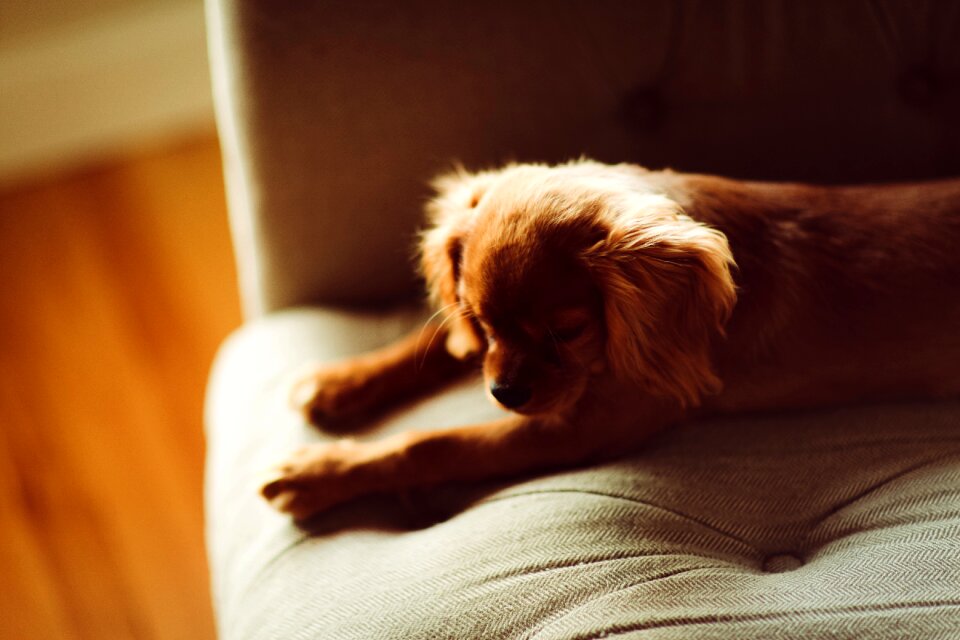 Pet dog animal