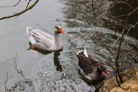 Duck lake istanbul