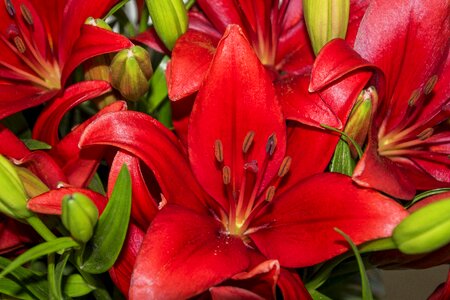 Lirio petal floral