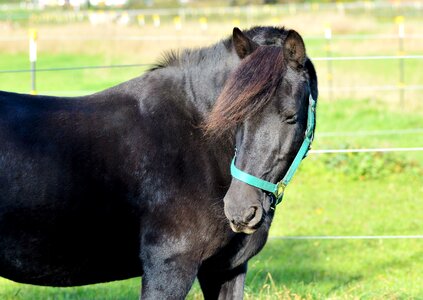 Horse head pasture black photo