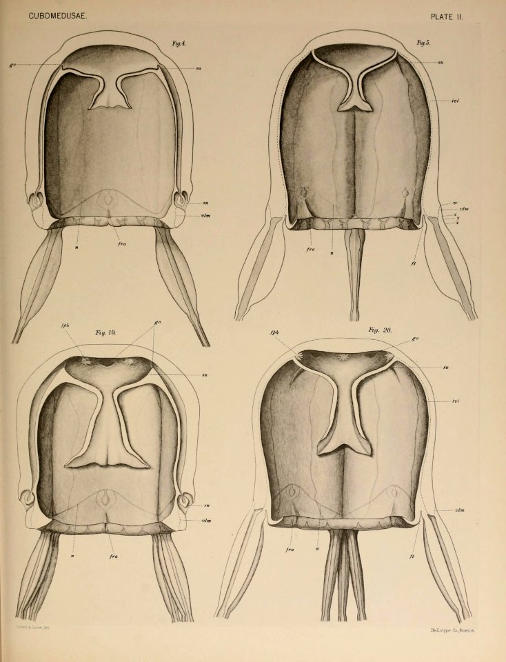 Selected morphological monographs (1900) (14577563697)