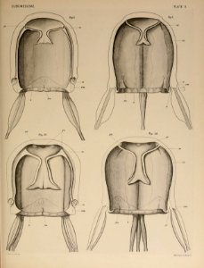 Selected morphological monographs (1900) (14577563697)