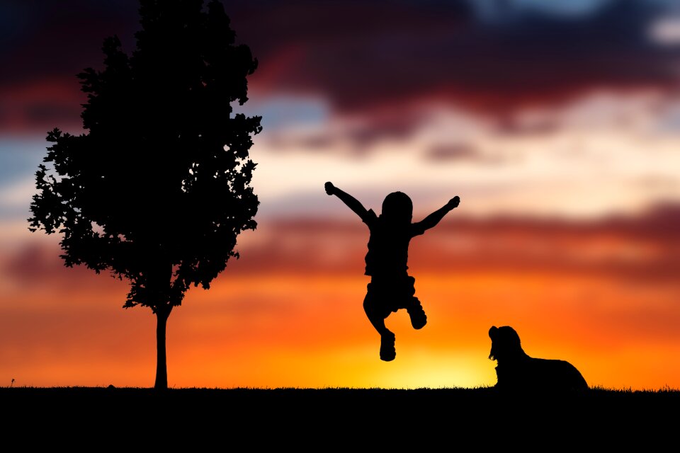 Sunset silhouette dog