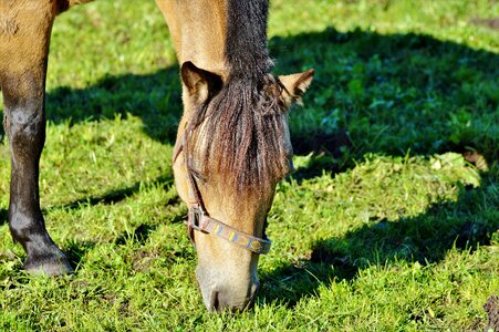 Pasture brown stallion photo