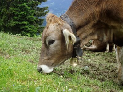 Cattle beef alpine photo