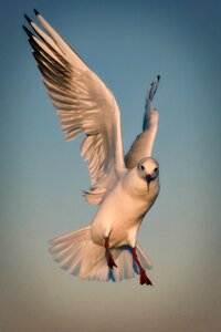 Bird fly evening light