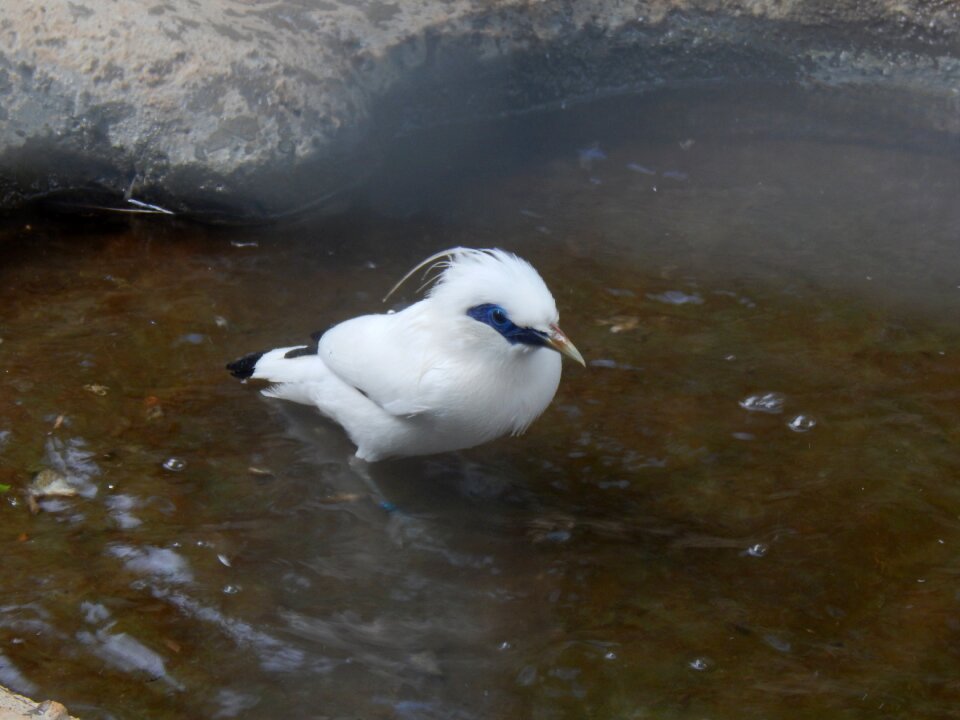 Leucopsar starling white