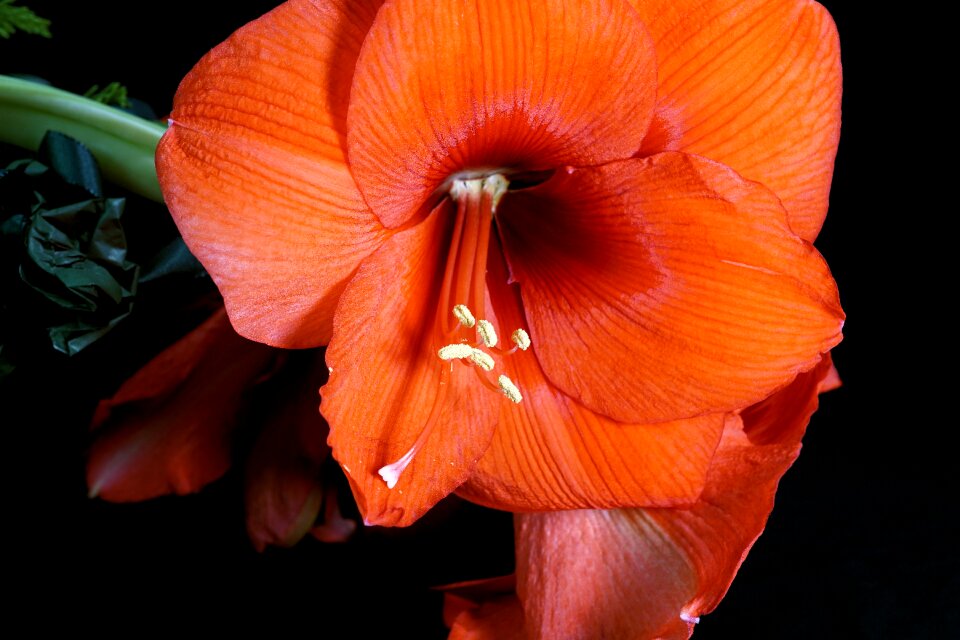 Blossom bloom nature