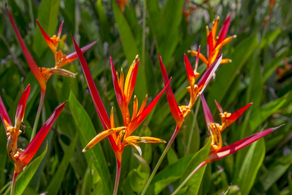 Leaf garden bird of paradise