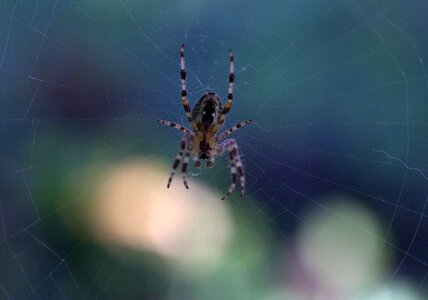 Spider web arachnid hooked photo